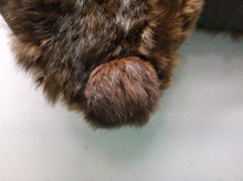 Vintage fur Stole Dark Brown 14 x 40