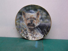The Danbury Mint Yorkshire Terriers Little Charmer Collection by Paul Doyle ds1