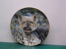 The Danbury Mint Yorkshire Terriers Little Charmer Collection by Paul Doyle ds1