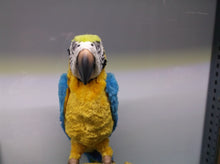 Hasbro FurReal Friends Squawkers McCaw Talking Parrot Bird W/ Stand No Remote