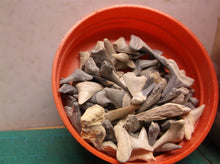 Jar of sharks teeth