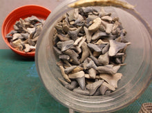 Jar of sharks teeth